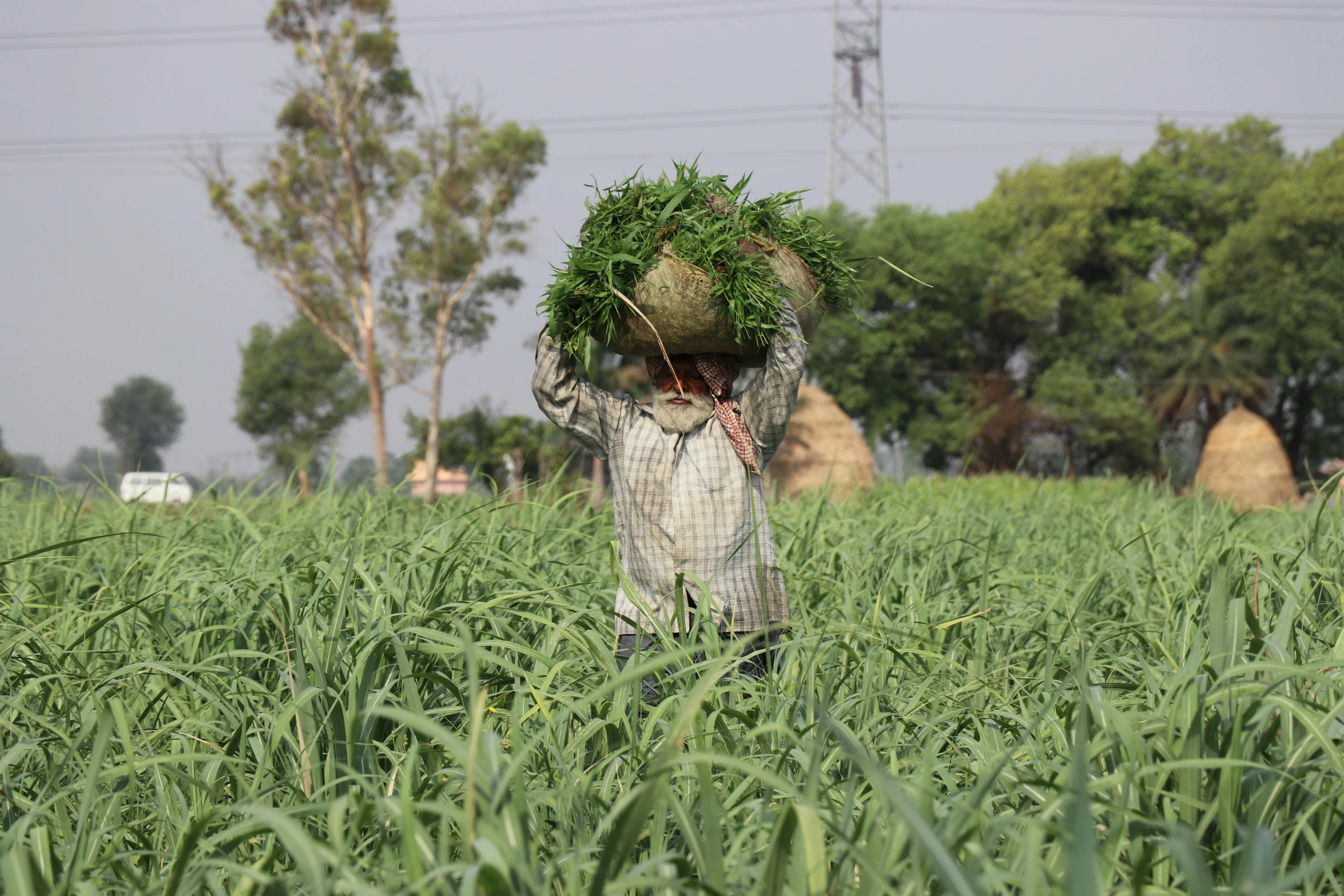 a man standing in a field with a bunch of grass on his head, samikshavad, avatar image