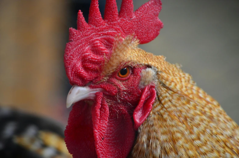 a close up of a rooster with a red comb, by Gwen Barnard, pexels contest winner, a blond, paul barson, red mesh in the facede, cooked