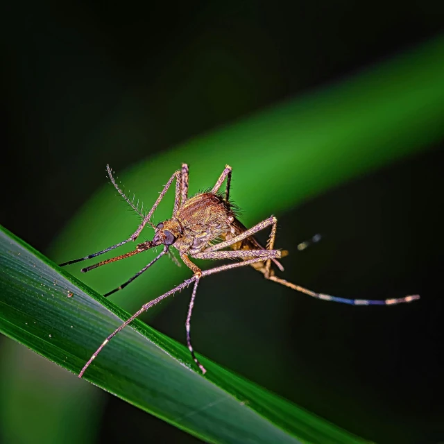 a mosquito sitting on top of a green leaf, at night, with a straw, shot with sony alpha 1 camera, thin spikes