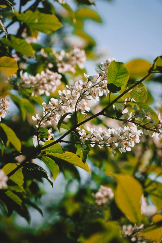 a tree with white flowers and green leaves, unsplash, cinestill 800t 50mm eastmancolor, honey, wide, mint