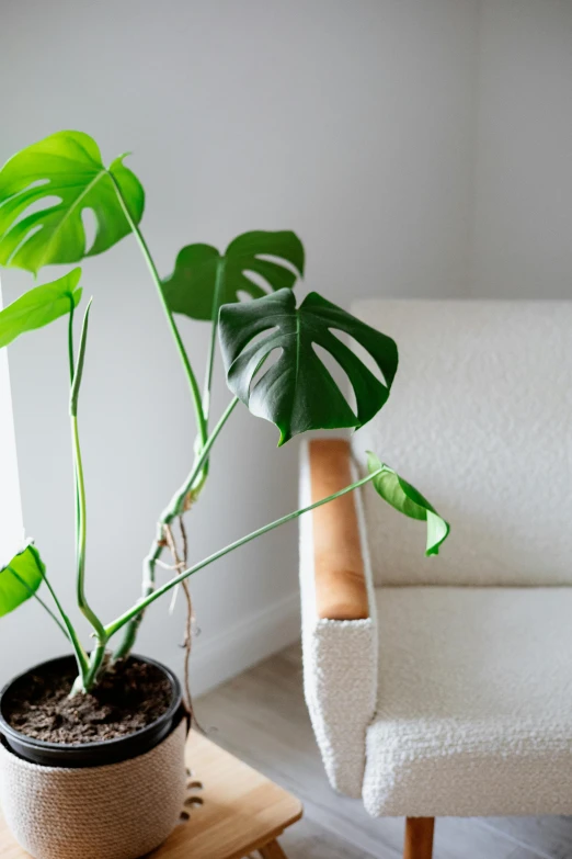 a plant sitting on top of a wooden table next to a white couch, an abstract sculpture, monstera deliciosa, zoomed out view, full daylight, no cropping