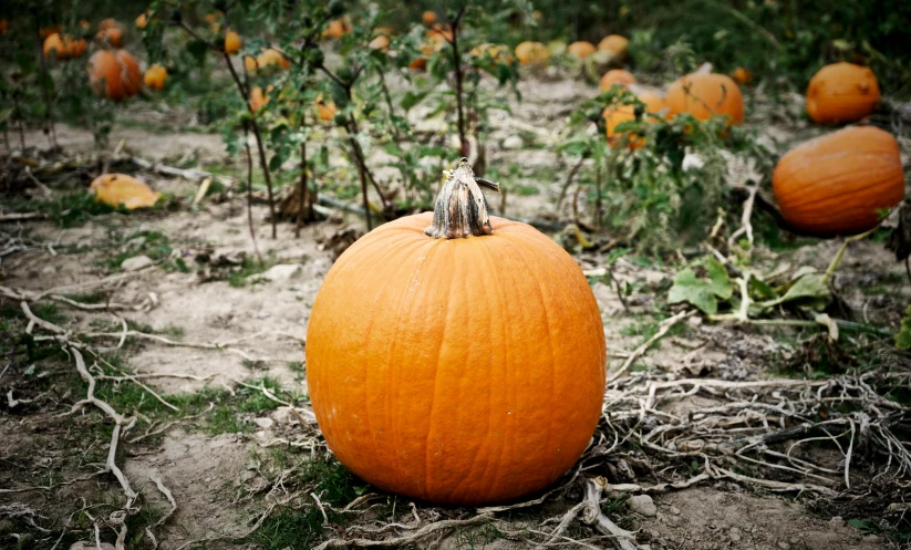 a pumpkin sitting in the middle of a field, profile image