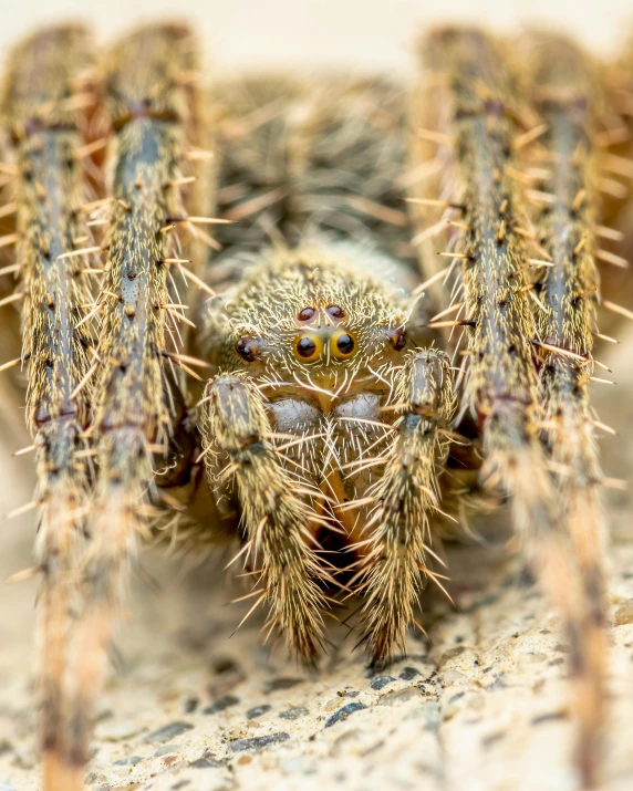 a close up of a spider on a rock, huge spikey teeth, detailed legs looming over you, tufty whiskers, an intricate