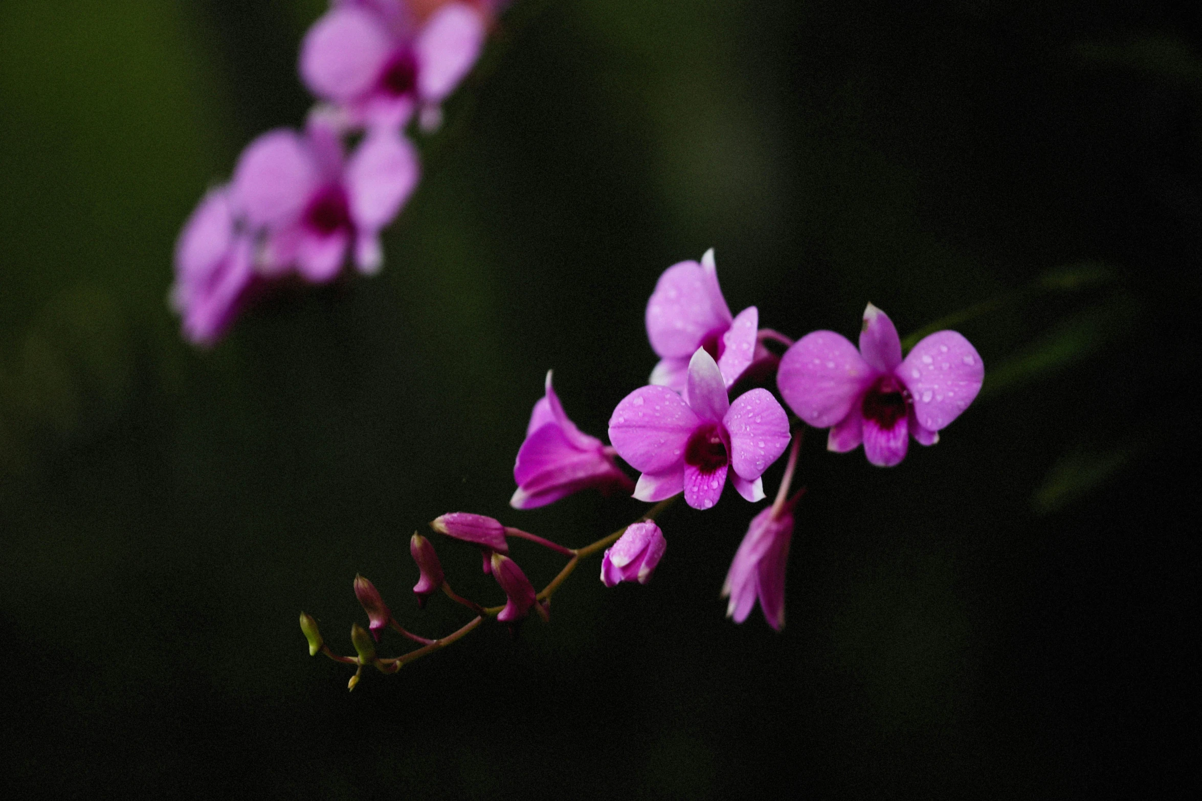 a close up of a purple flower on a stem, by Reuben Tam, pexels contest winner, hurufiyya, overgrown with orchids, against dark background, pink petals fly, walking down