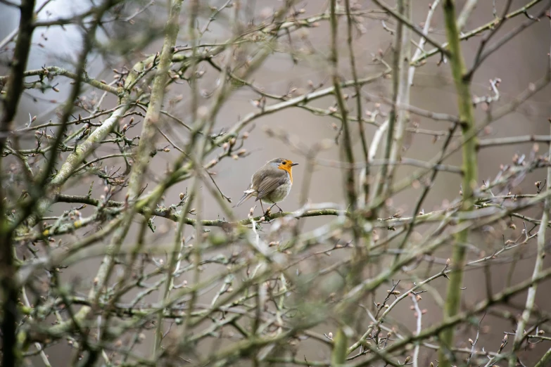 a small bird sitting on top of a tree branch, by John Gibson, pexels, renaissance, in a woodland glade, winter vibrancy, bird\'s eye view, rose-brambles