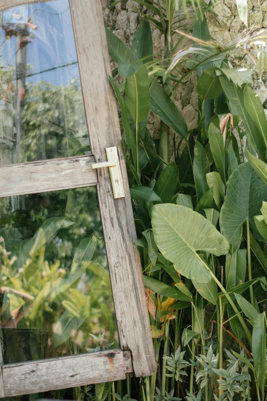 an old window sitting in the middle of a garden, an album cover, unsplash, conceptual art, tropical wood, flat metal hinges, transparent, thin gold details