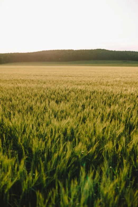 a field of green grass with the sun in the background, by Christoph Ludwig Agricola, trending on unsplash, renaissance, immense wheat fields, wide high angle view, swedish countryside, brown