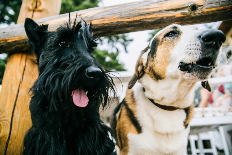 a couple of dogs sitting next to each other, pexels contest winner, figuration libre, zoo, “ iron bark, a wooden, profile image