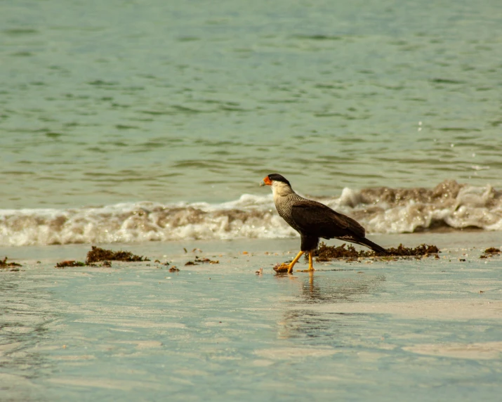 a bird standing on top of a beach next to the ocean, shallow water, falcon, nature photo