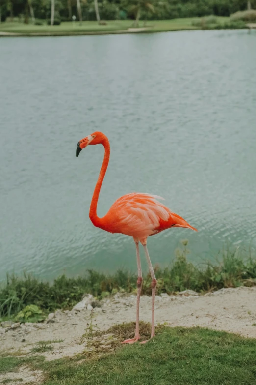 a flamingo standing in front of a body of water, standing near the beach