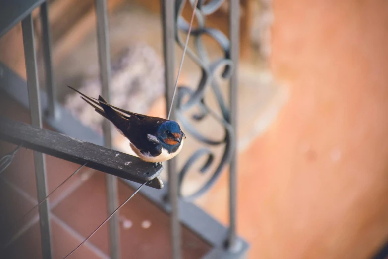 a small bird sitting on top of a metal railing