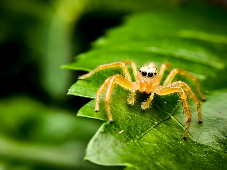 a close up of a spider on a leaf, unsplash, hurufiyya, avatar image, two legged with clawed feet, illustration], sri lanka