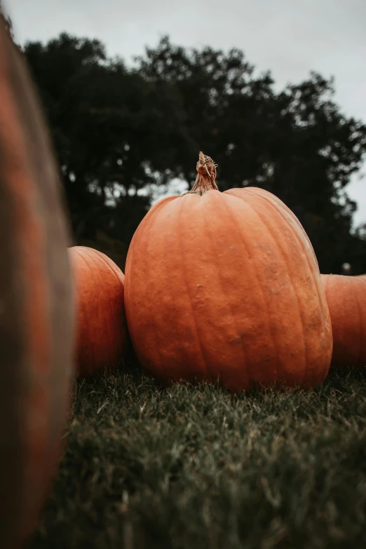 a group of pumpkins sitting on top of a lush green field, profile image