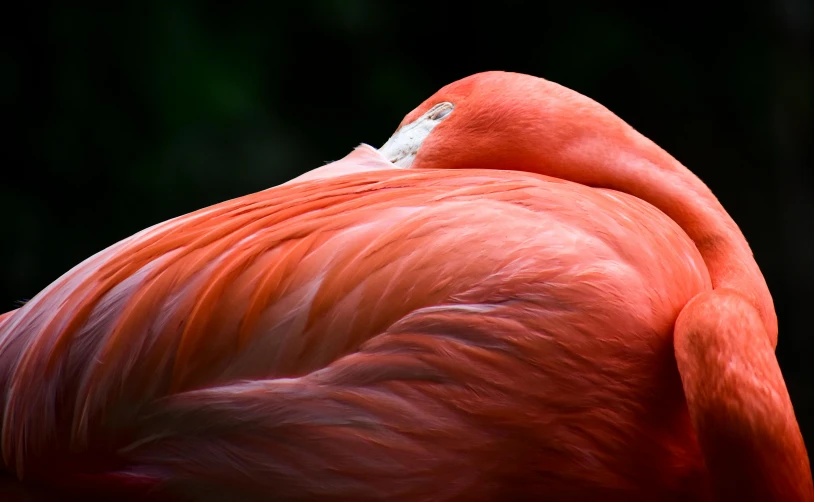 a close up of a flamingo's head and neck, by Matija Jama, pexels contest winner, fantastic realism, glowing red, resting, facing away, today\'s featured photograph 4k