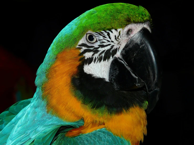 a close up of a parrot with a black background, teal, over-the-shoulder shot, museum quality photo, looking up at camera