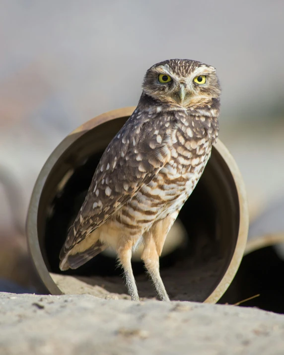 a small owl sitting on top of a pipe, on the desert, circular glasses, looking content, craters