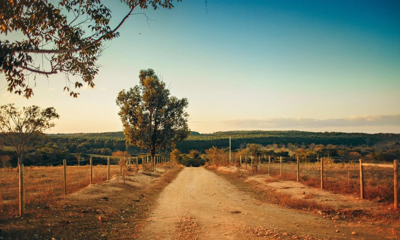 a dirt road in the middle of a field, pexels contest winner, vines hanging from trees, australian bush, retro stylised, cyprus