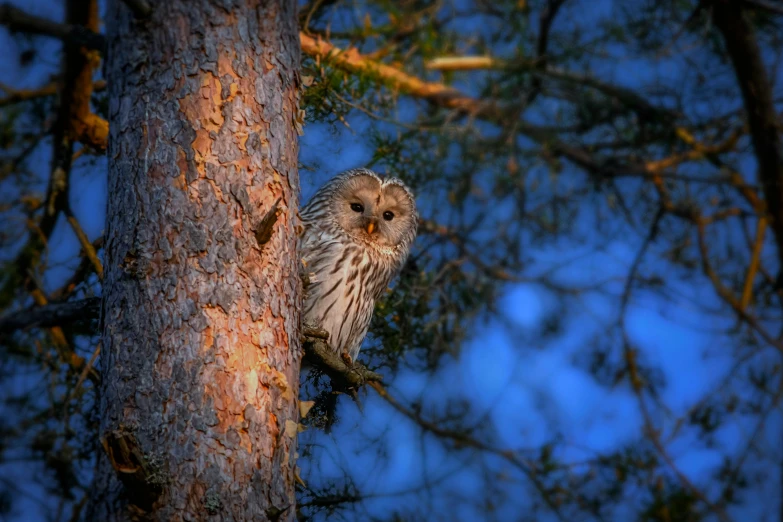 a small owl sitting on top of a tree, by Jaakko Mattila, pixabay contest winner, hurufiyya, evening light, hunting, high-angle, vacation photo