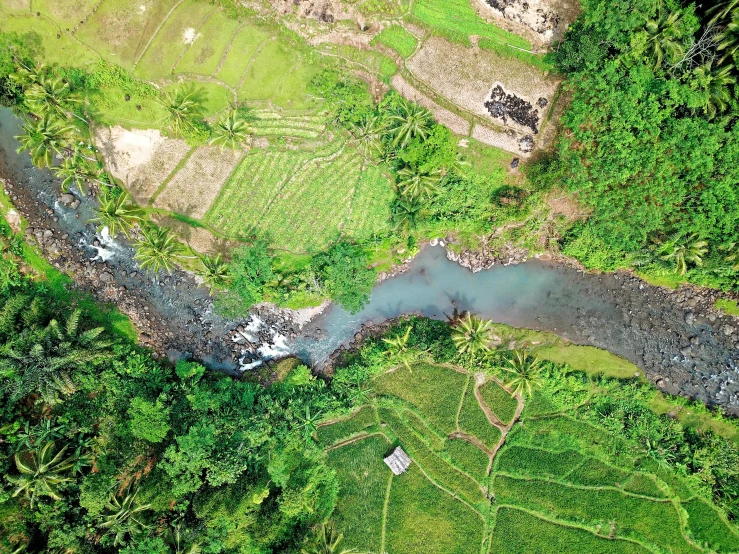 a river running through a lush green forest, by Daren Bader, pexels contest winner, sumatraism, helicopter view, farm land, thumbnail, graphic print