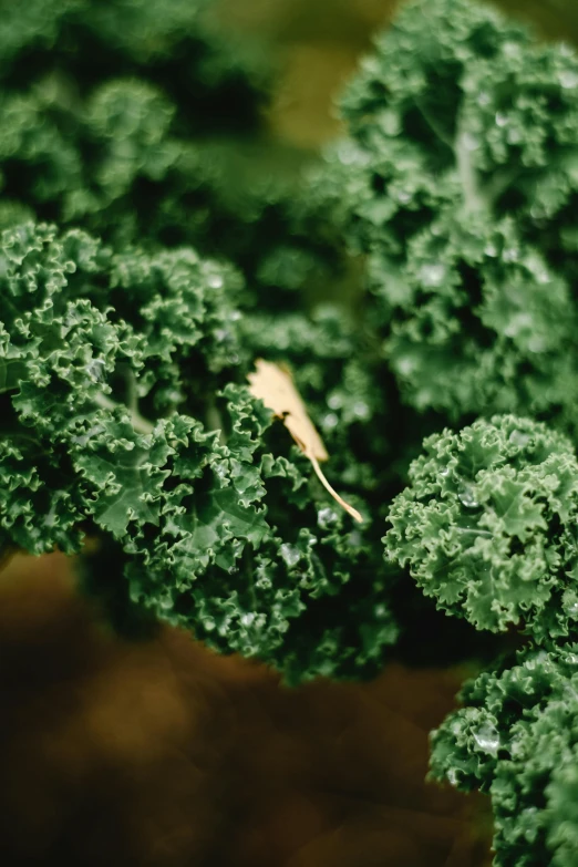 a close up of a plant with green leaves, by Jesper Knudsen, pexels, broccoli, kodak portra 400, snacks, 15081959 21121991 01012000 4k