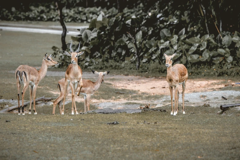 a herd of deer standing on top of a lush green field, pexels contest winner, miniature animal, bangladesh, instagram story, on ground