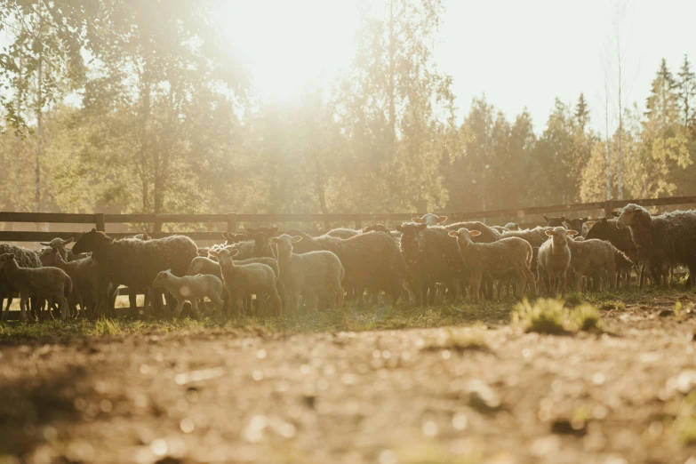 a herd of sheep standing on top of a grass covered field, by Jan Tengnagel, unsplash, beautiful raking sunlight, meats on the ground, sunflares;back to camera, dappled in evening light