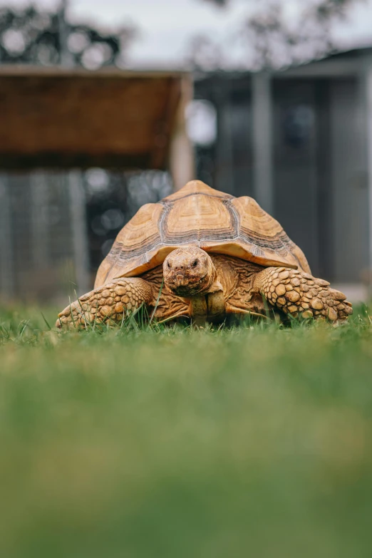 a large tortoise sitting on top of a lush green field, pexels contest winner, renaissance, tank with legs, tan, brown, high angle close up shot