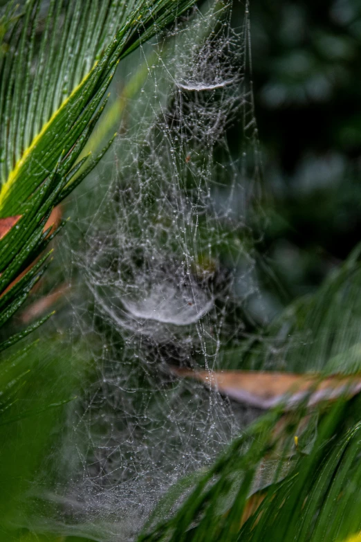 a close up of a spider web on a palm tree, by Doug Ohlson, cloud forest, covered with cobwebs and dust, today\'s featured photograph 4k, closeup 4k