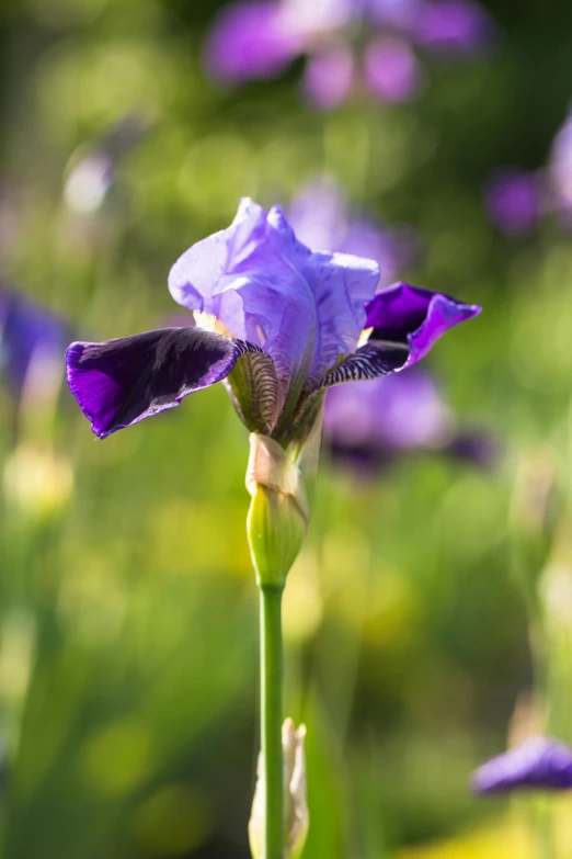 a close up of a purple flower in a field, green iris, lush surroundings, subtle detailing, vibrant blue