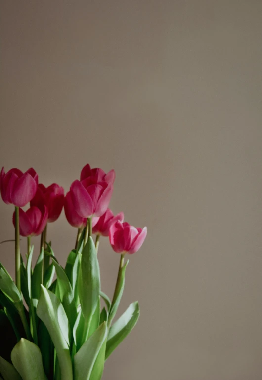 a vase filled with pink flowers on top of a table, a still life, trending on unsplash, tulip, medium format. soft light, ilustration, high resolution photo