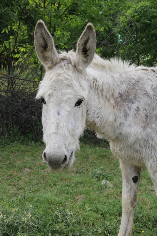 a white donkey standing on top of a lush green field, by Linda Sutton, mingei, slightly dirty face, a handsome, hip-length, mule