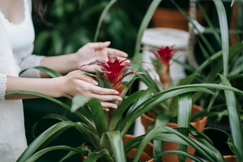 a close up of a person touching a plant, by Emma Andijewska, bromeliads, red flower, pots with plants, bottlebrush