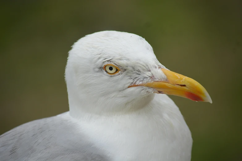 a close up of a white bird with a yellow beak, pexels contest winner, pale grey skin, maryport, today\'s featured photograph 4k, hestiasula head