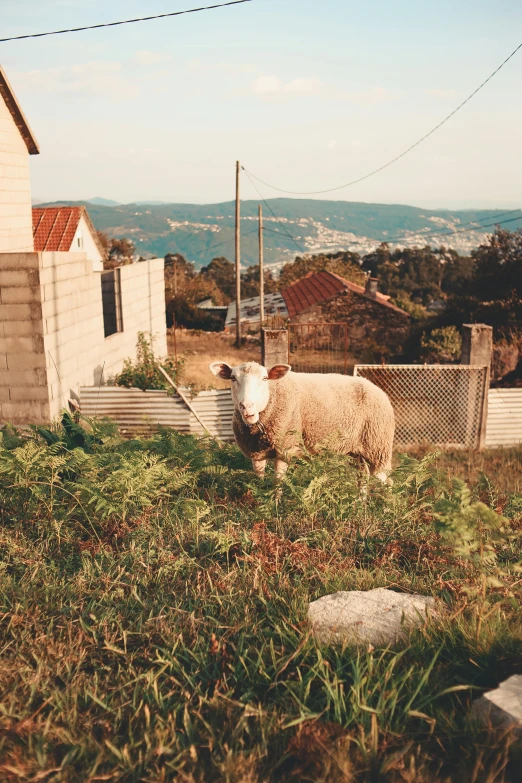 a sheep that is standing in the grass, by Elsa Bleda, city on a hillside, vsco film grain, 1990s photograph, sweet home