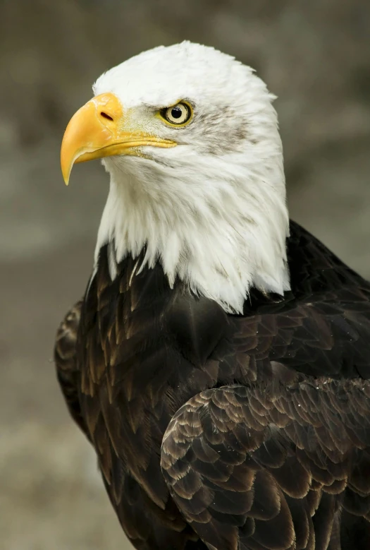 a bald eagle sitting on top of a rock, a portrait, pexels contest winner, finely detailed facial features, on display, waist up, spangled