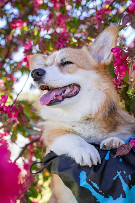 a dog that is sitting in a bag, trending on unsplash, detailed trees in bloom, corgi, pink, a handsome