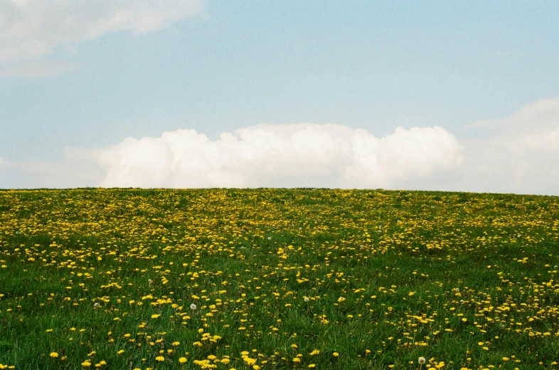 a field full of yellow flowers under a blue sky, an album cover, by Matthias Stom, unsplash, color field, cumulus, on a green hill, minimalist photo, color photograph