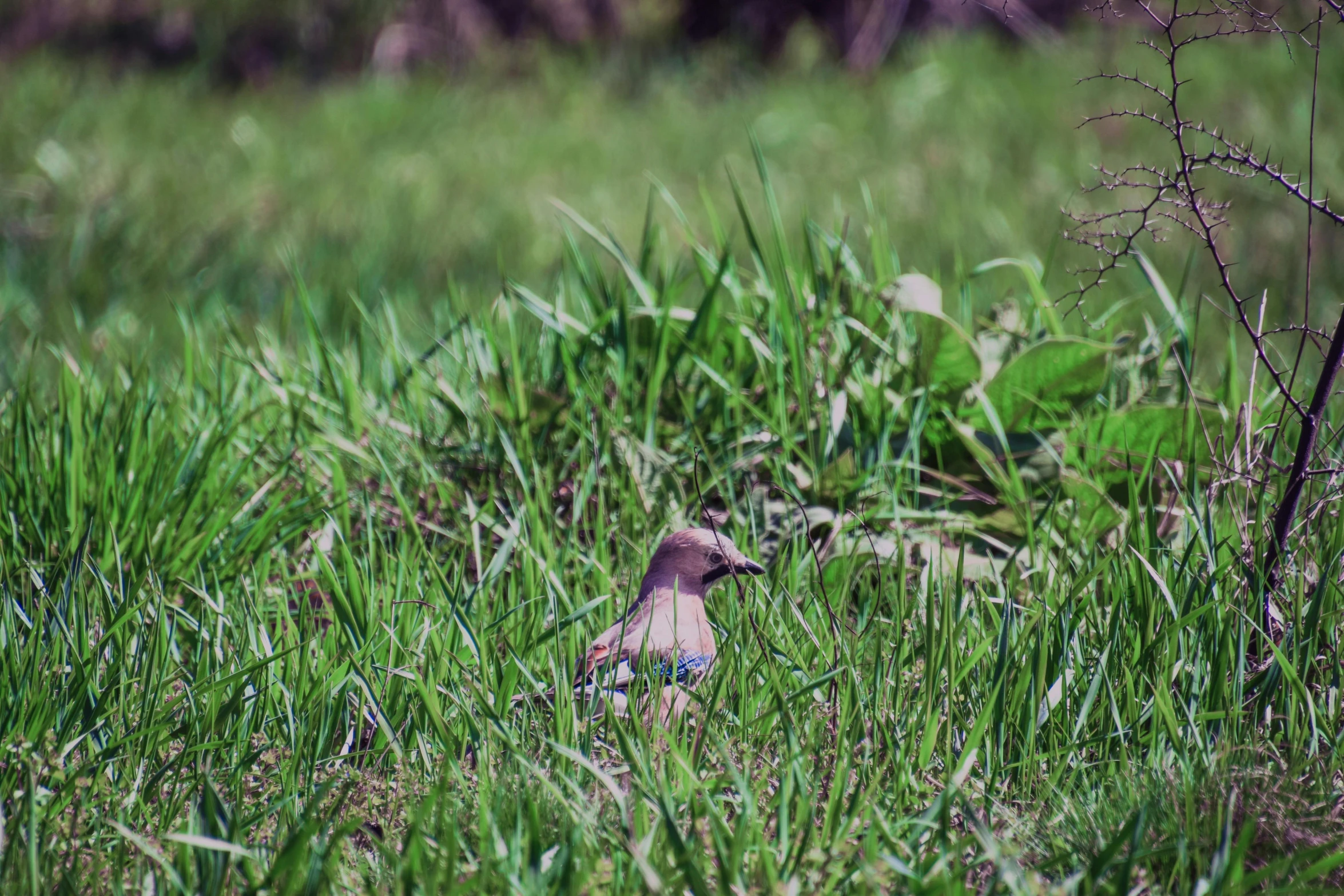 a bird that is standing in the grass, from the distance, digital image, photoshoot, medium distance shot