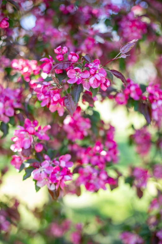 a bunch of pink flowers on a tree, vibrant foliage, colourful apples, best selling, striking colour