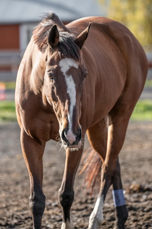 a brown horse standing on top of a dirt field, a portrait, by Terese Nielsen, unsplash, full frame image, sprawling, square nose, high quality photo