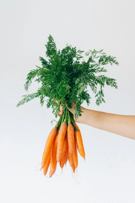 a person holding a bunch of carrots in their hand, by Jessie Algie, unsplash, plain background, 1 6 x 1 6, greenery, low detail