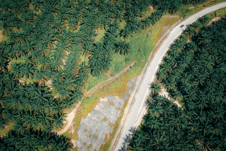 an aerial view of a road surrounded by palm trees, by Carey Morris, pexels contest winner, hurufiyya, malaysia jungle, panel, olive trees, 1 9 7 0 s photo