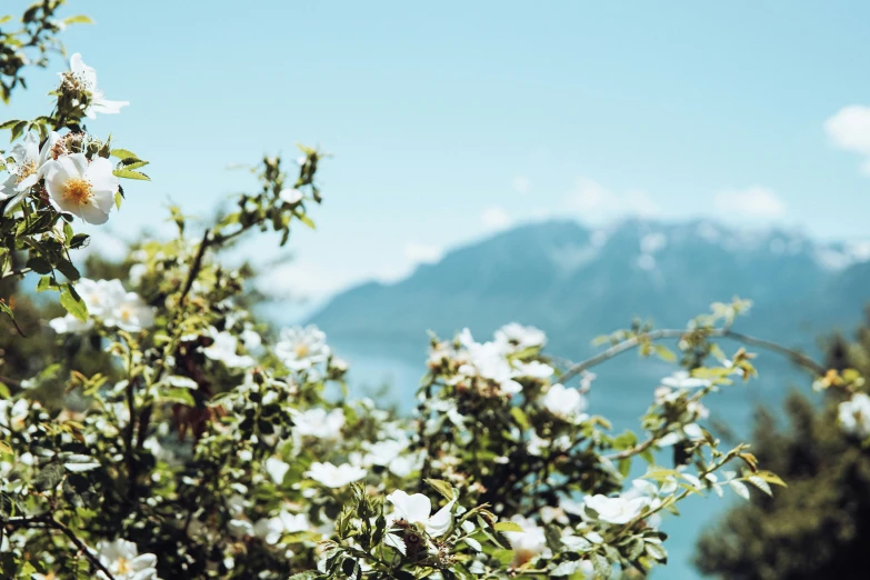 a bush with white flowers and mountains in the background, by Niko Henrichon, unsplash, overexposed photograph, fjords in background, high quality product image”, shot on hasselblad