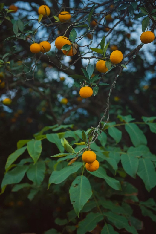 a bunch of oranges hanging from a tree, by Elsa Bleda, unsplash, slight overcast lighting, yellow and greens, low quality photo, at dusk