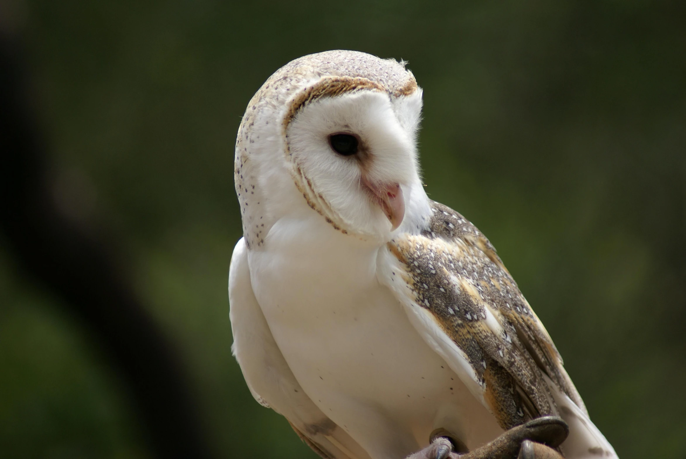 a close up of a bird on a person's hand, a portrait, trending on pexels, barn owl mask, sitting on a tree, australian, white