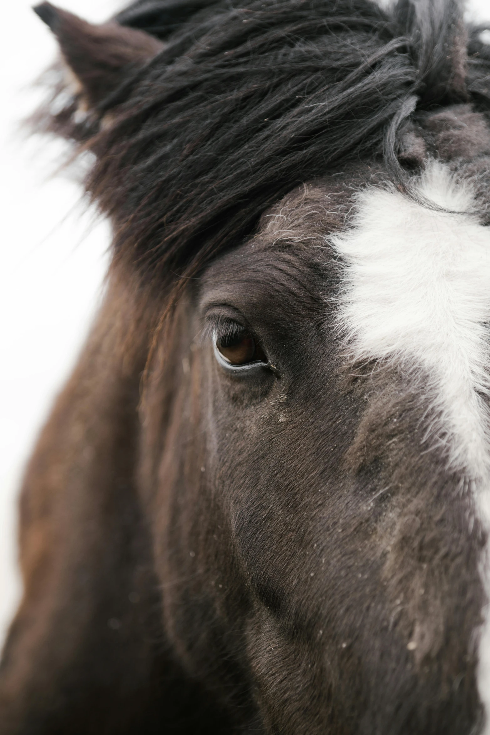 a close up of a brown and white horse, by Daniel Seghers, trending on unsplash, ice grey eyes, high quality photo, iceland, closeup 4k