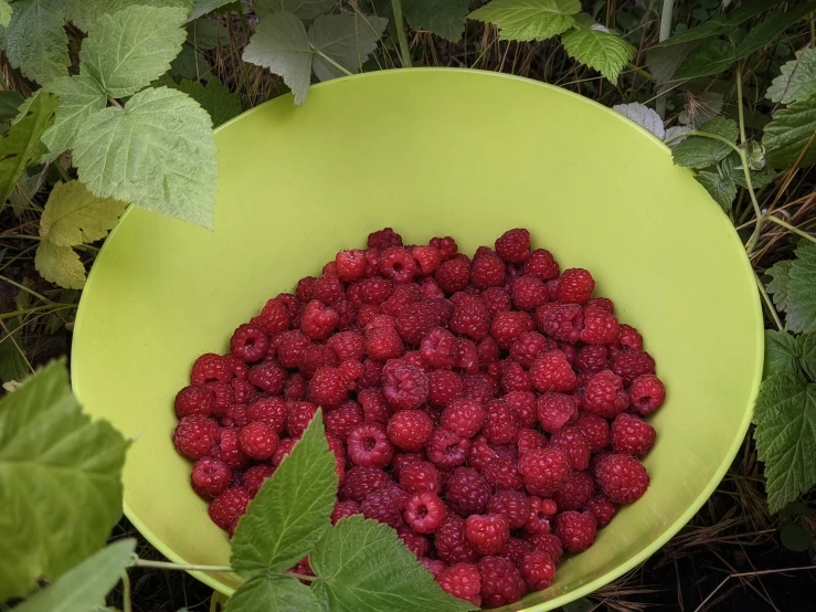 a yellow bowl filled with raspberries next to green leaves, rich deep pink, photo taken from far away, taken in the early 2020s, looking towards camera