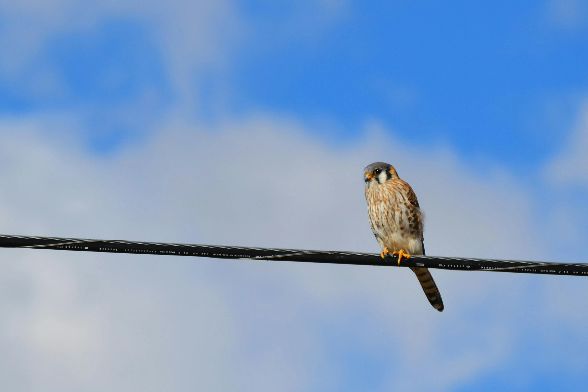 a bird that is sitting on a wire, pexels contest winner, clear blue skies, raptor, sittin, flash photo