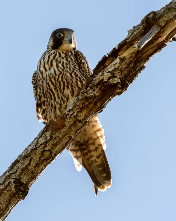 a bird sitting on top of a tree branch, looking up at the camera, falcon, unsplash photo contest winner, no cropping