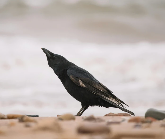 a black bird standing on a beach next to the ocean, crows feet, dressed in black, low angle 8k hd nature photo, a medieval